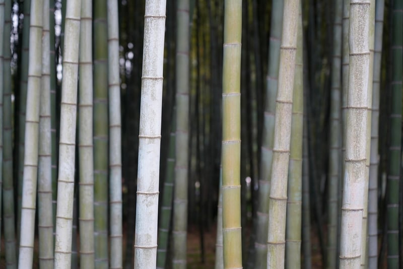 Eco-Friendly Accessories